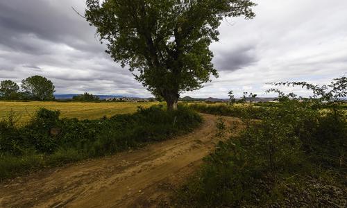 Campos de Tricio