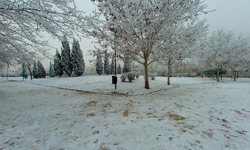 Cercellada en Zaragoza