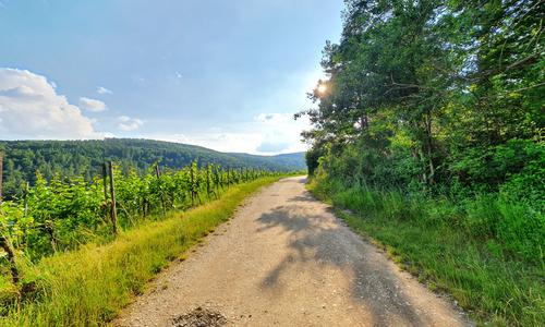 Viñedos y bosque