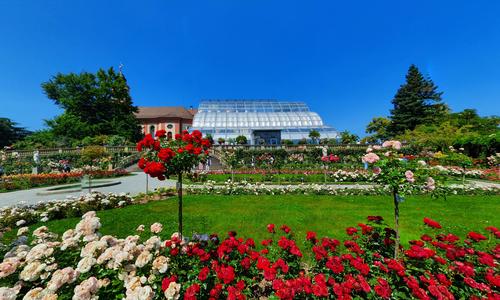 Italienischer Rosengarten
