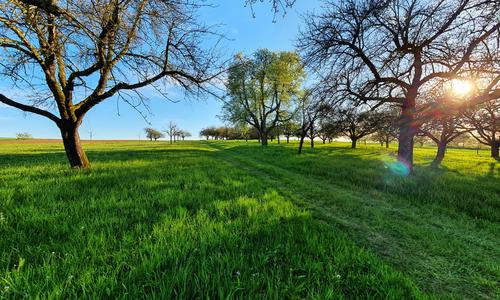 Fields near Marbach