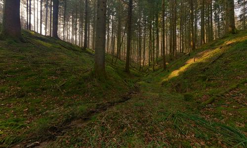 Wald in der Nähe des Seebachs