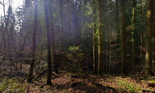 Hörschbachtal