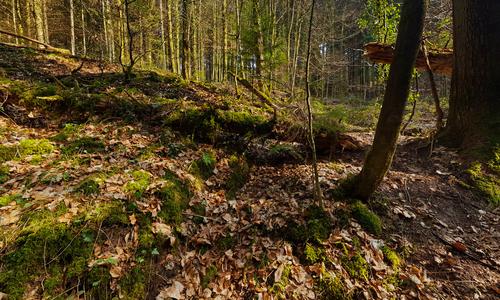 Hörschbachtal